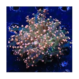 coral frogs branch orange colonia