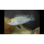 cicl labidochromis white
