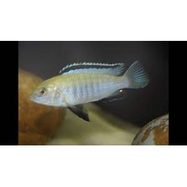 cicl labidochromis white