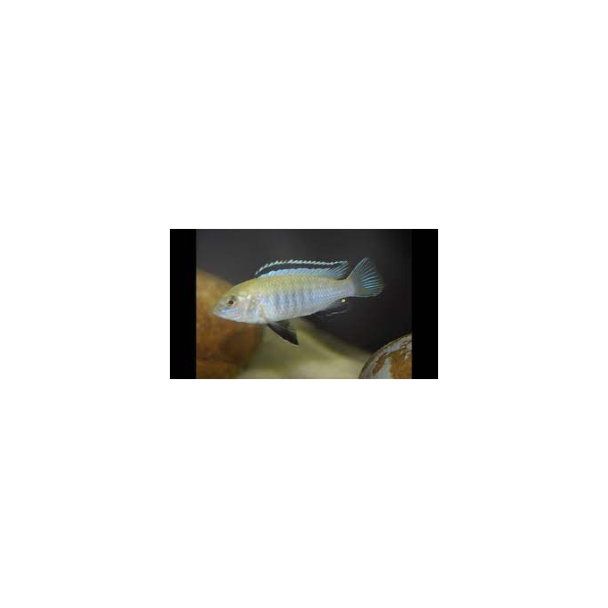 cicl labidochromis white