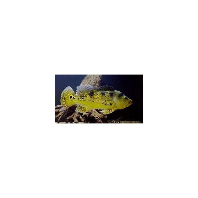 TUCUNARE AMARELO 35cm