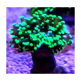 coral frogs green 02 bocas