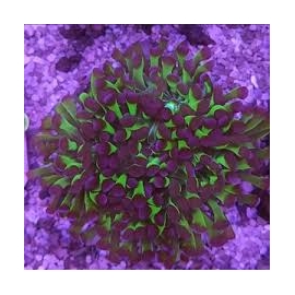 Coral Hammer Soloman green metalic 2 Bocas