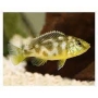 cicl haplochromis venustus mtz
