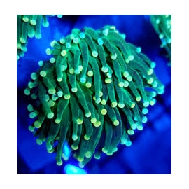 coral torch orange tip neon 10 bocas