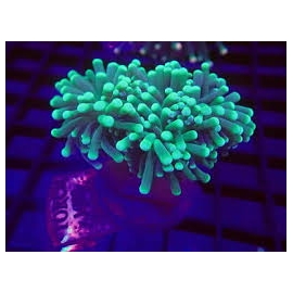 cotal torch green neon metalic 06 bocas