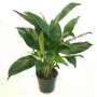 PLANTA N SPATIPHILUM PQ