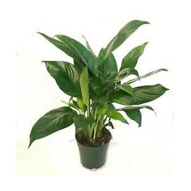 PLANTA N SPATIPHILUM PQ