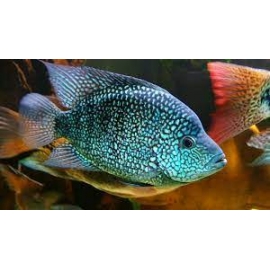 cichlasoma papa texas pq