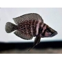 cicl altolamprologus calvus black md casal