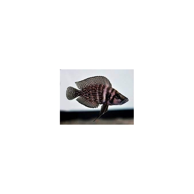 cicl altolamprologus calvus black md casal