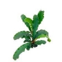 planta n bucephalandra syntang tk