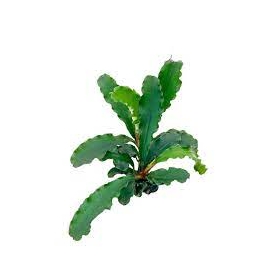 planta n bucephalandra syntang tk