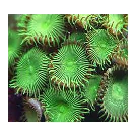 coral palythoa green gr