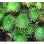 coral palythoa green pq