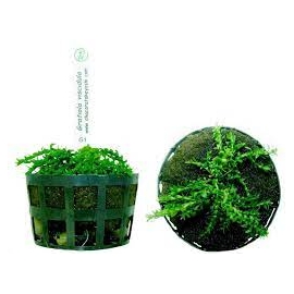 planta n gratiola viscidula tk