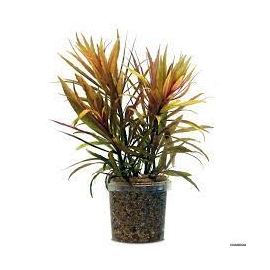 planta n pogostemon stellatus(broad leaf) tk