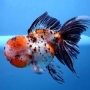 kinguio oranda calico mtz