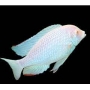 cicl cyrtocara moori albino