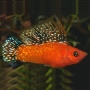 molinesia tangerina 