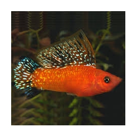 molinesia tangerina 