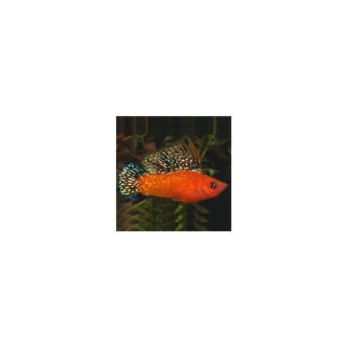 molinesia tangerina 
