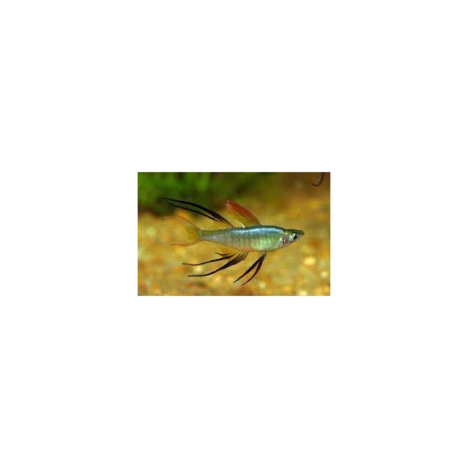 iriatherina wernere mtz
