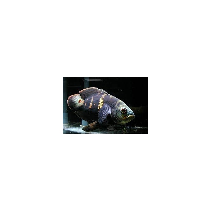 oscar crassipinis selvagem md