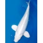 carpa platinum peq