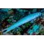 goby blue gudgeon dartfish