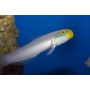 goby gold head sleeper