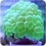 coral bubble krypto green md