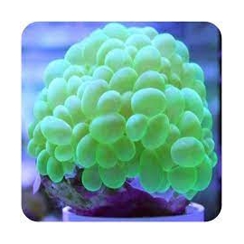 coral bubble krypto green md