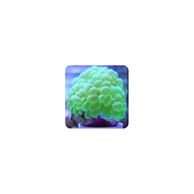 coral bubble krypto green md