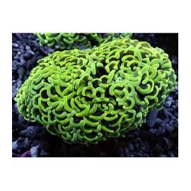 CORAL HAMMER WALL orange gr