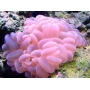 Coral Bubble ROSE Gr