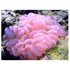 Coral Bubble ROSE Gr