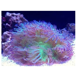 Coral Elegance pink tip gg