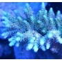 coral acropora milepora blue muda