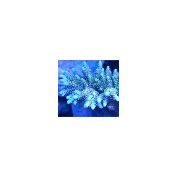 coral acropora milepora blue muda