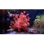 coral goniopora lobata red metalic md