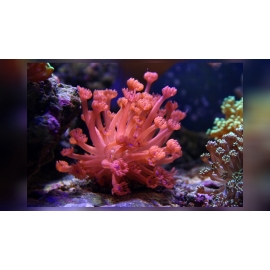 coral goniopora lobata red metalic md