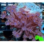 coral goniopora lobata ultra pq