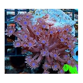 coral goniopora lobata ultra pq