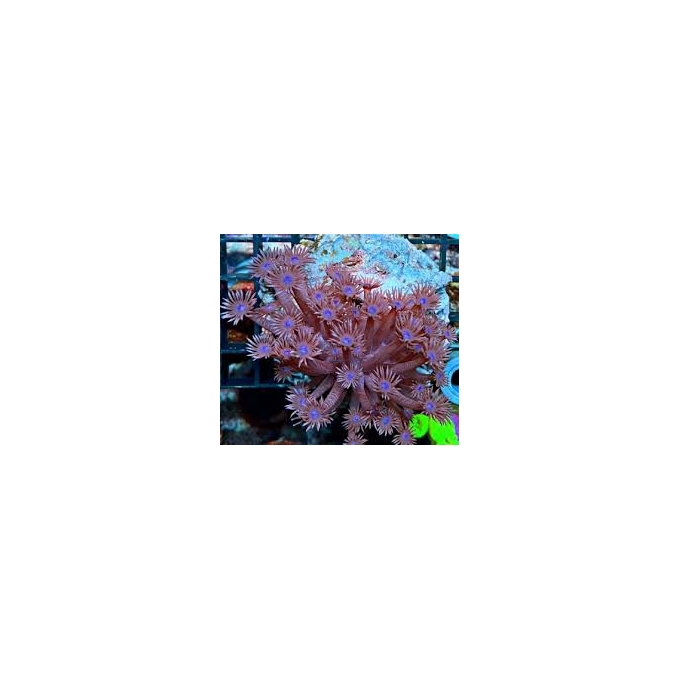 coral goniopora lobata ultra pq