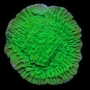 coral montipora capricornio green muda