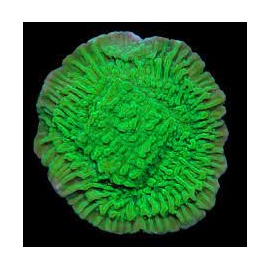 coral montipora capricornio green muda