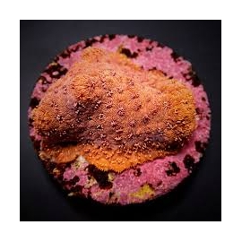 Coral pavona maldivensis orange muda