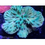 coral turbinaria heroensis muda