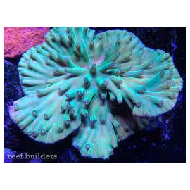 coral turbinaria heroensis muda